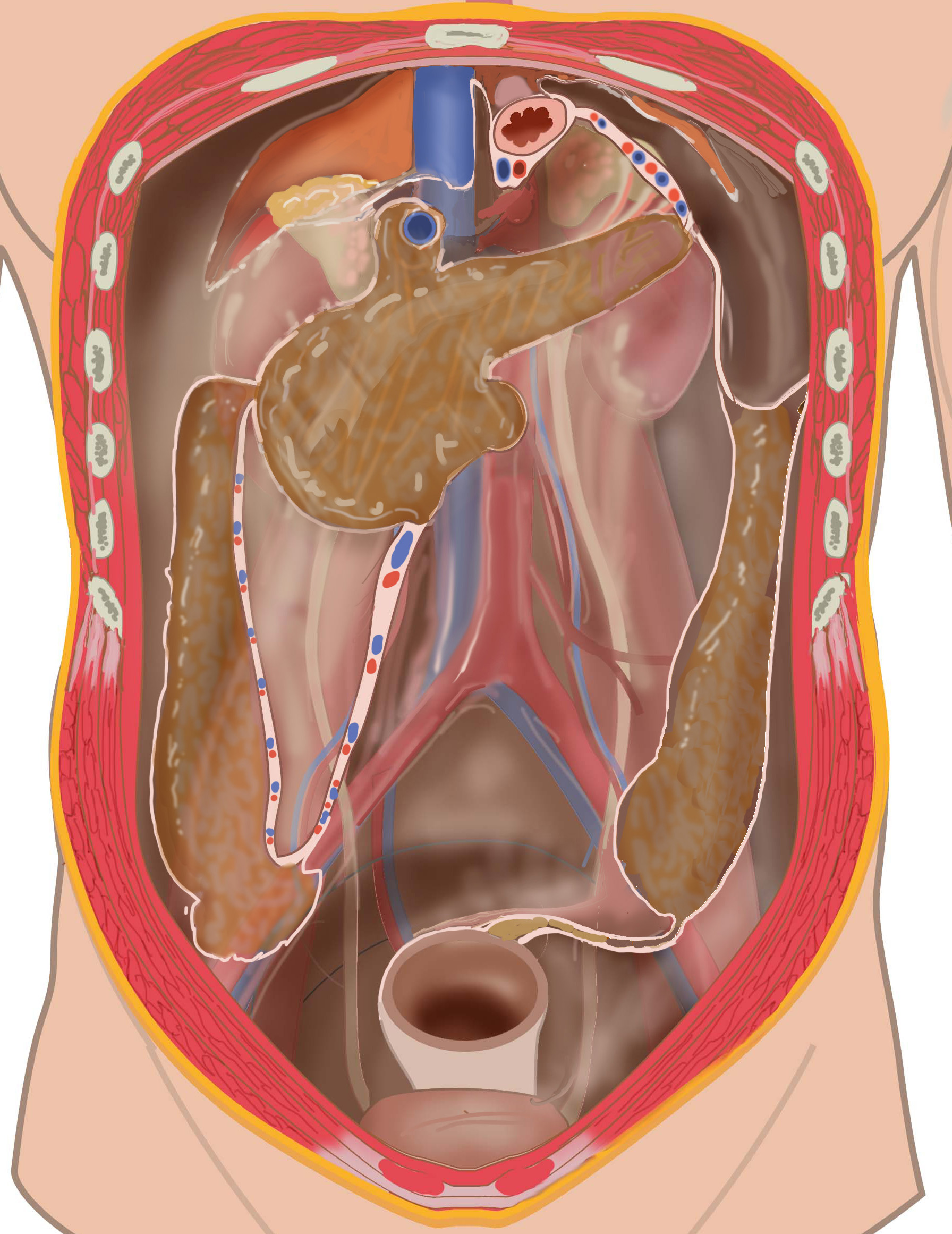 Retroperitoneal Structures Behind Peritoneum AnatomyTOOL